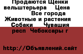 Продаются Щенки вельштерьера  › Цена ­ 27 000 - Все города Животные и растения » Собаки   . Чувашия респ.,Чебоксары г.